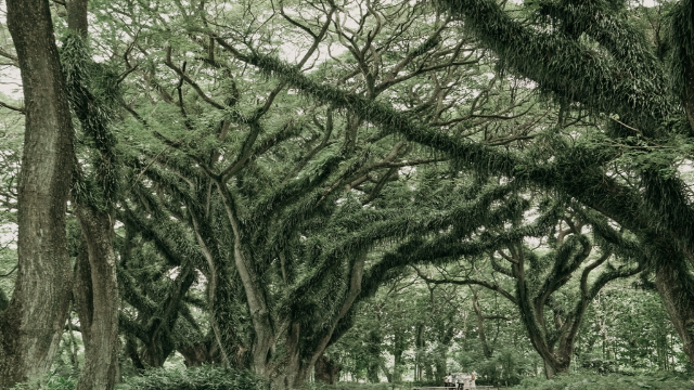 Jawatan Benculuk: Surga Alam Mistis yang Menawan di Banyuwangi - Kawasan Jawatan Benculuk merupakan salah satu destinasi wisata alam